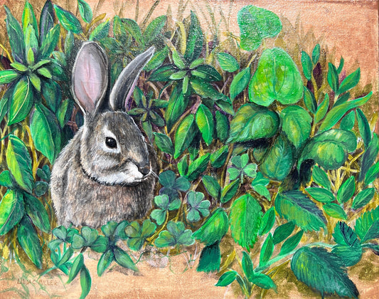 The Rabbit in my Yard